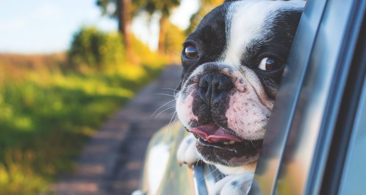  Como transportar o pet no carro